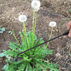 GardenTool 1+1 GRATIS: Ergonomisch Onkruid Verwijderen Tuin Gereedschap